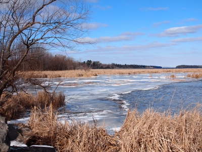 [Reeds and snow among the ice-covered water with puffy clouds in the sky and some water seen on the right half of the photo.]